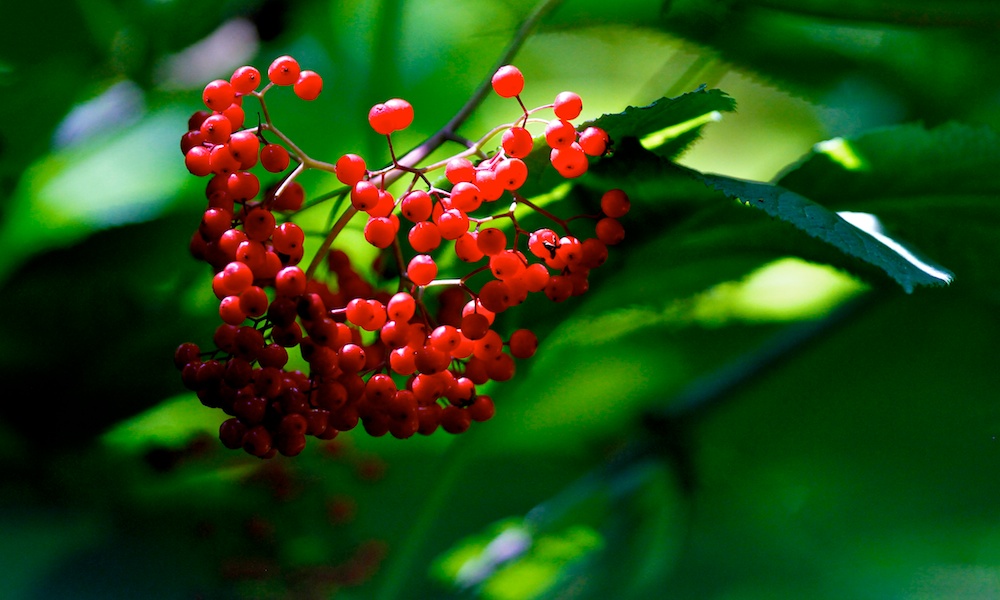 Sureau de montagne, Red Elderberry,  Sambucus racemosa, San Francisco botanical garden, Californie