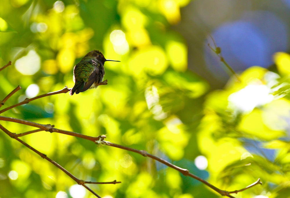 Colibri d'Anna, Anna's Hummingbird, Calypte anna, San Francisco botanical garden, Californie