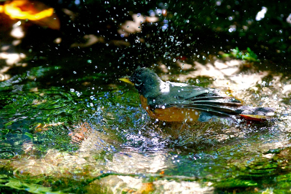 Merle d'Amérique, American robin, Turdus migratorius, San Francisco botanical garden, Californie