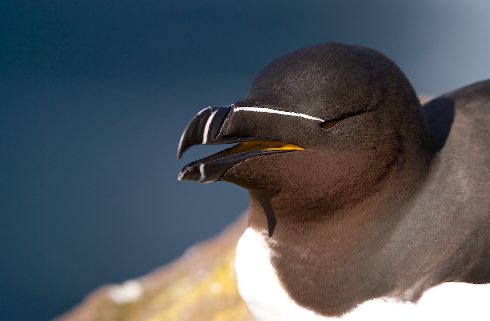 pingouin torda, oiseaux, Islande