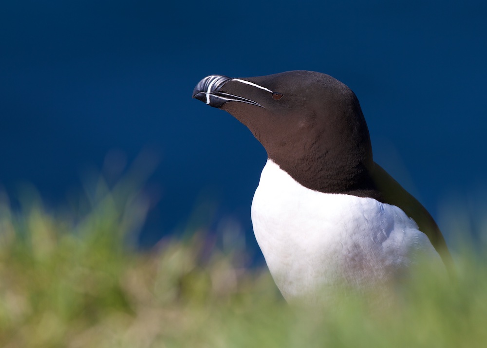 pingouin torda, herbe, oiseaux, Islande