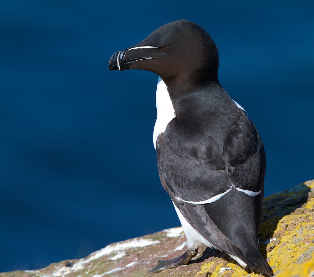 pingouin torda, rochers, oiseaux, Islande
