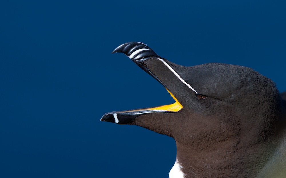 pingouin torda, bec, oiseaux