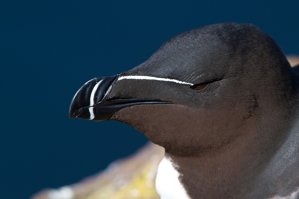 pingouin, oiseaux, Islande