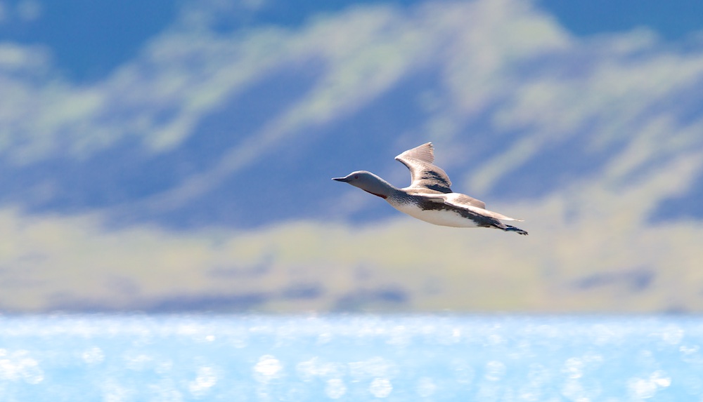 oiseaux, Islande, plongeon catmarin