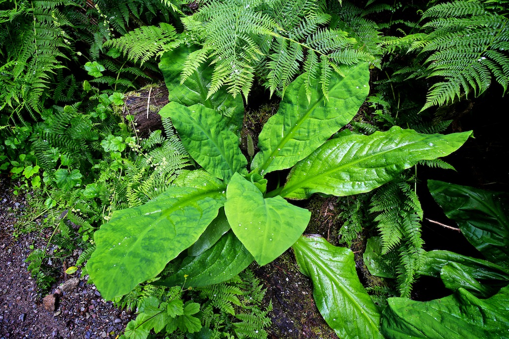 Lysichiton americanus, flore, nature, Colombie britannique, Canada