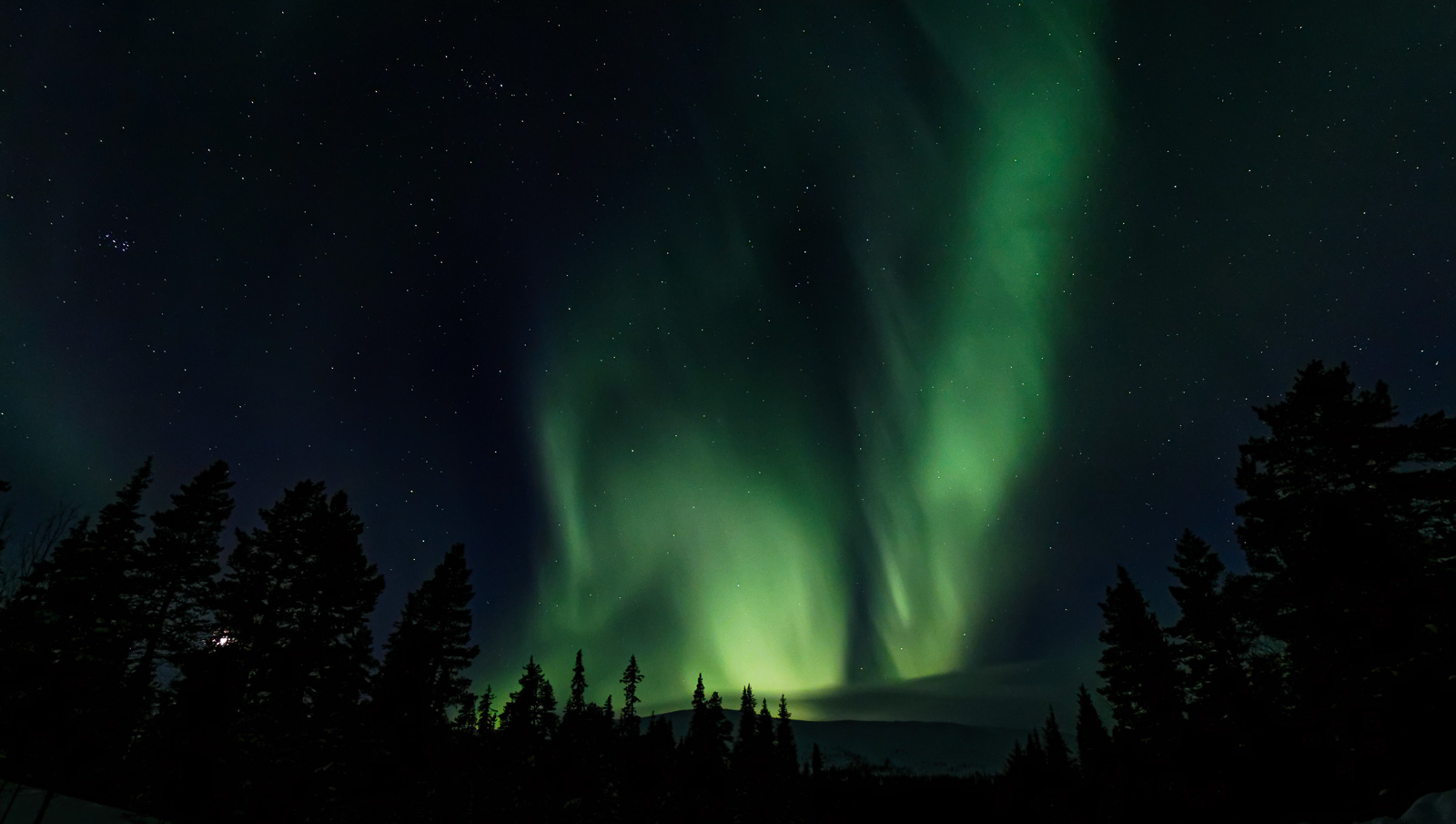Aurore boreale, northern lights, Laponie, foret, vert