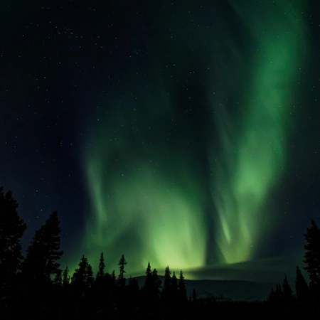 Aurore boreale, northern lights, Laponie, foret, vert