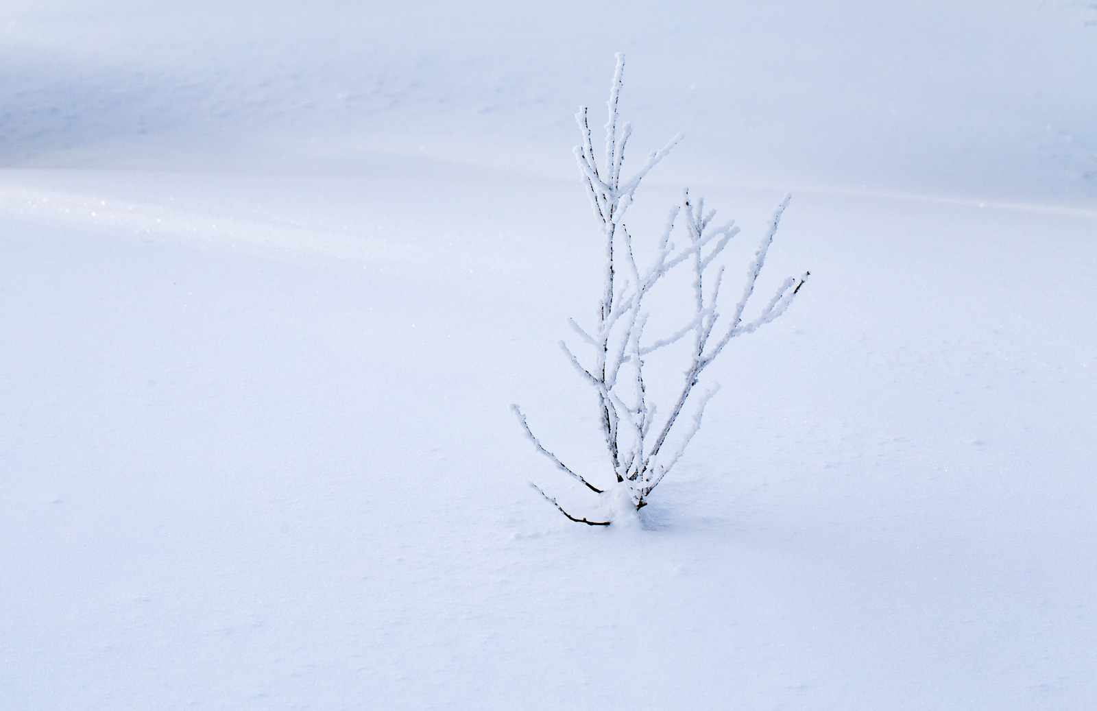 neige, hiver, froid, Laponie, végétation, paysages