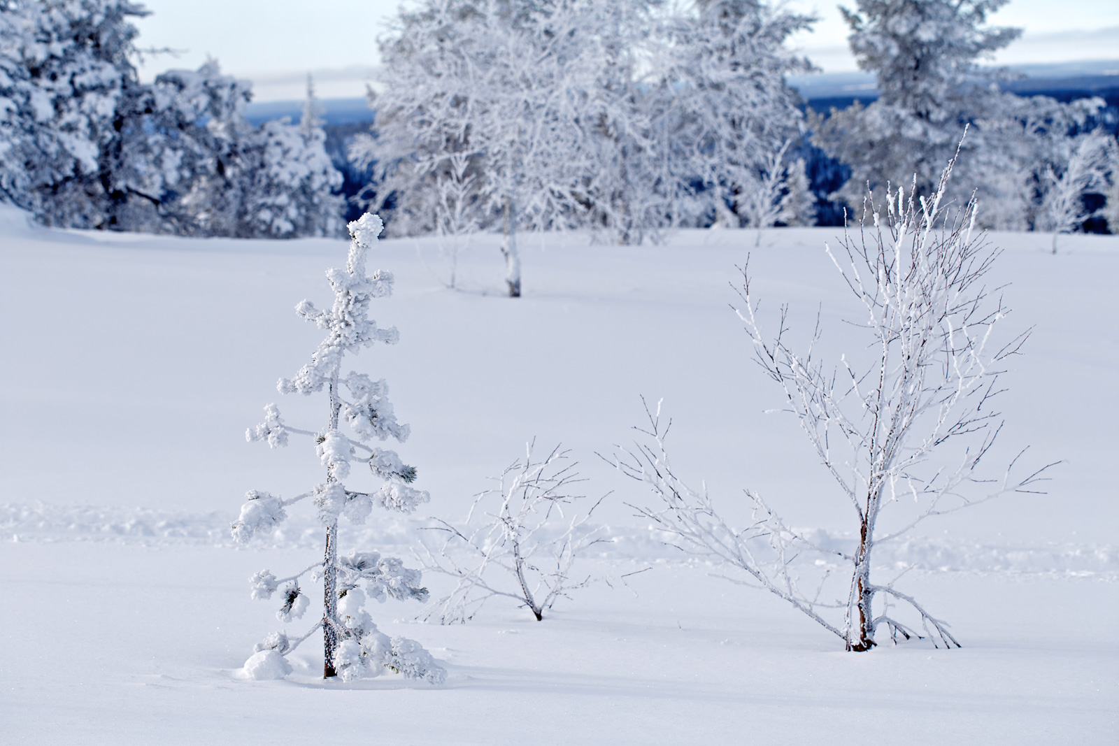 Laponie, paysages, froid, hiver, arbres