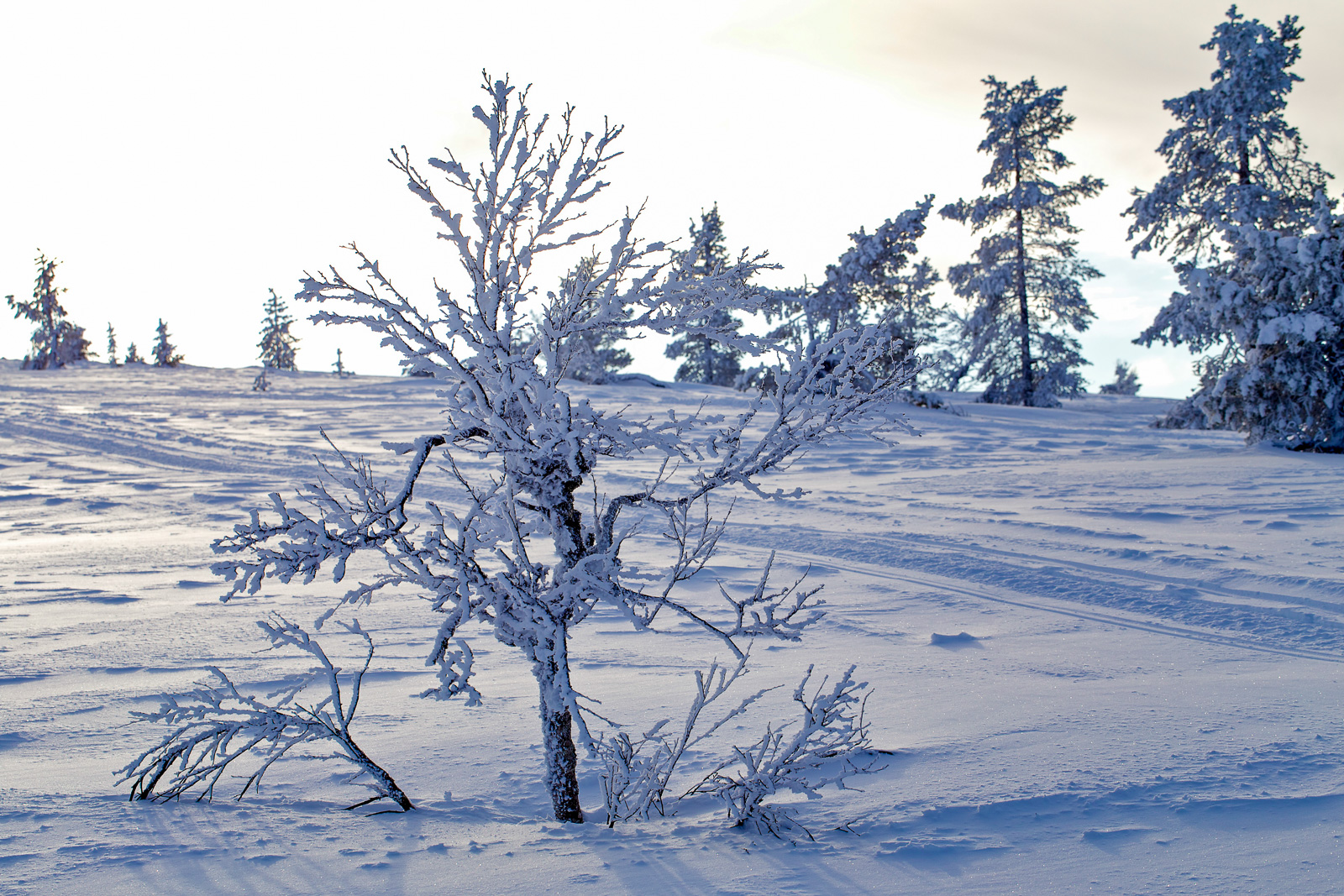 givre, froid, Laponie, hiver, lumière, paysages, Nature