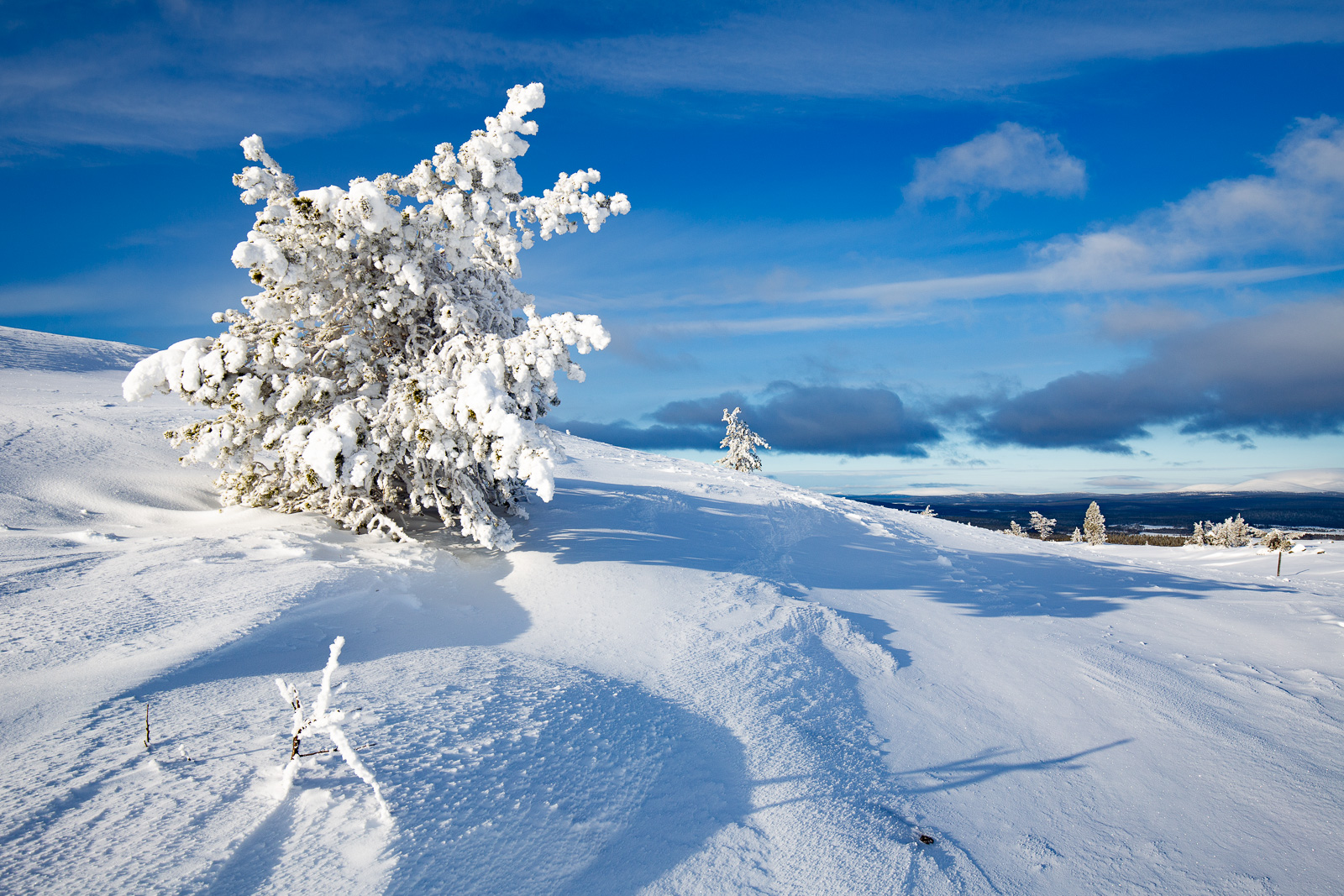 Särkitunturi, Laponie finlandaise, nature, paysages, flore, neige, hiver, froid