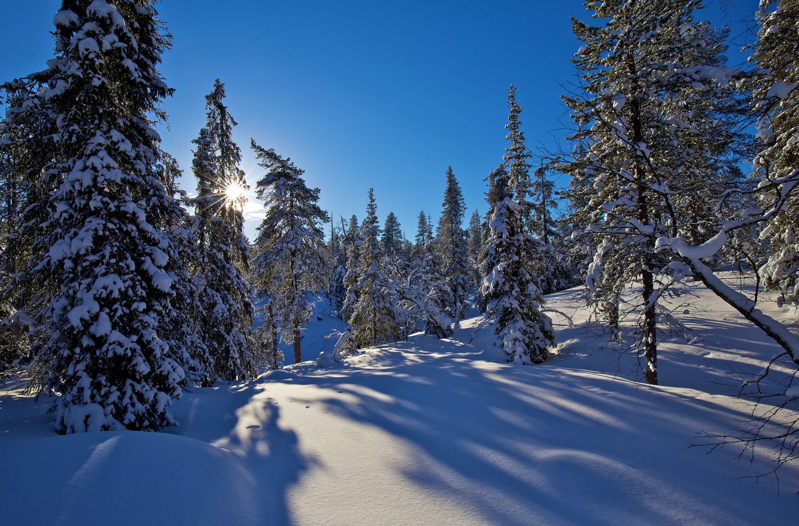 Soleil, neige, hiver, Laponie, forêt